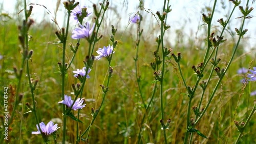 Blooming chicory swaying in the wind. Flowers of wild chicory endive among meadow grass. Wildflower grassland. Blue and Purple flowers. Blue flowers on natural background. High quality HD footage