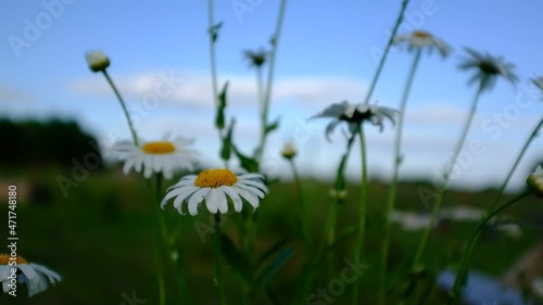 Blooming chamomiles swaying in the wind against a background of blue sky, close-up. White chamomiles flowers with petals. Chamomiles on a sky background. High quality HD video