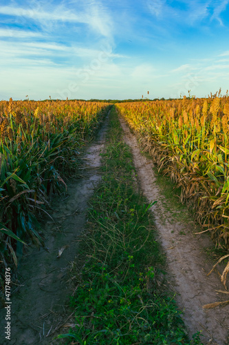 Fotografi campo de sorgo casi listo para la cosecha al atardecer