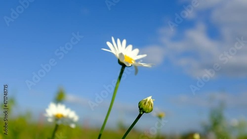 Blooming chamomiles swaying in the wind against a background of blue sky, close-up. White chamomiles flowers with petals. Chamomiles on a sky background. High quality HD video