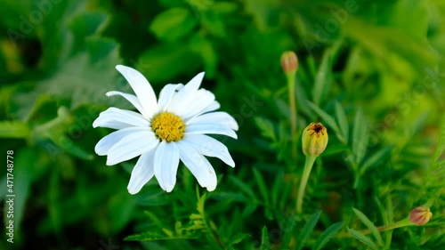 White chamomile flower with petals swaying in the wind against a background of green grass, close-up. Blooming chamomile on a green background. High-quality HD video
