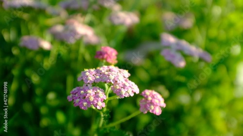 Selective focus: bloom pink yarrow sways in the wind on a rural field in summer. Pink yarrow flowers close up. Yarrow is a medicinal and ornamental plant. Background from Pink yarrow in grass