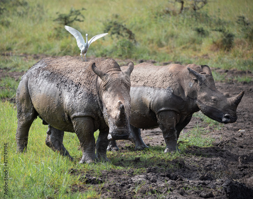 Rhinos  Nairobi national park