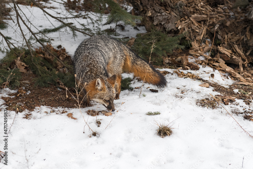 Fototapeta premium Grey Fox (Urocyon cinereoargenteus) Sniffs Ground Near Log Winter