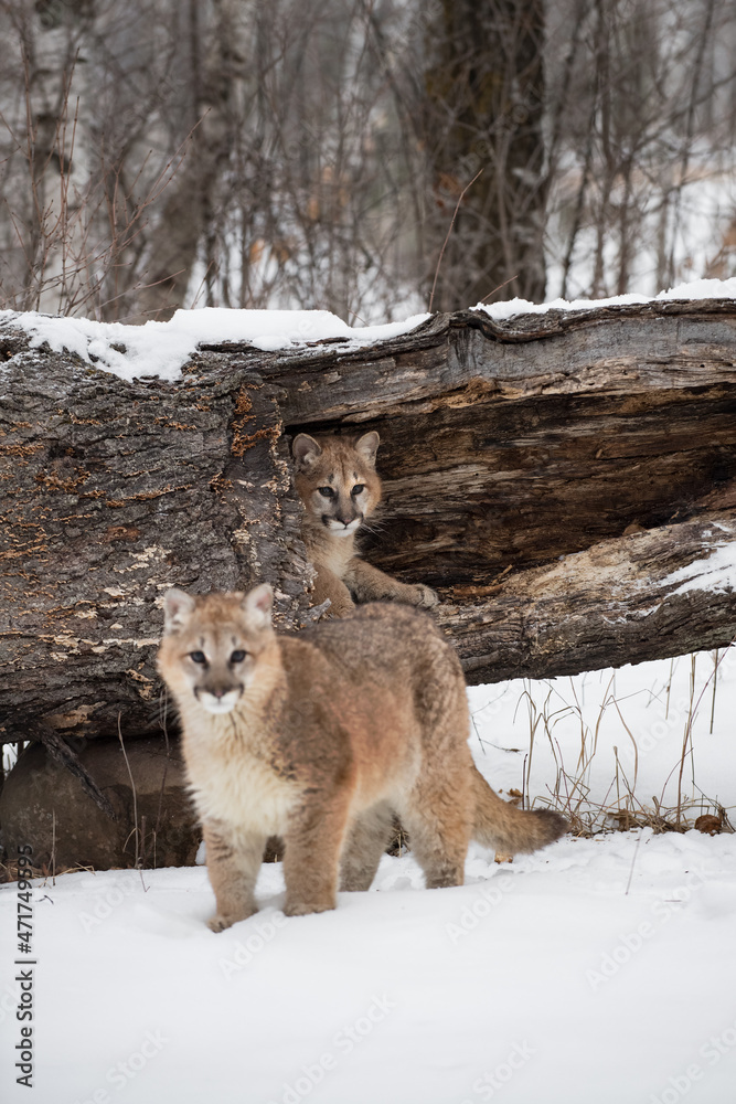 Female Cougar (Puma concolor) Lies Inside Hollow Log Sibling in Foreground Winter Female Cougar (Puma concolor) Lies Inside Hollow Log Sibling in Foreground Winter