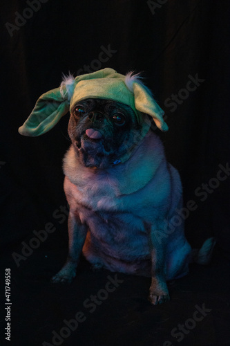 Obraz na plátně Pug Yoda Portrait