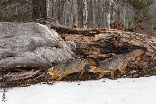 Grey Foxes (Urocyon cinereoargenteus) Chase Each Other Past Log Winter © geoffkuchera