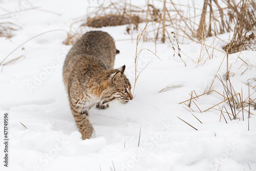 Bobcat (Lynx rufus) Turns and Looks Right in Snow Winter © geoffkuchera