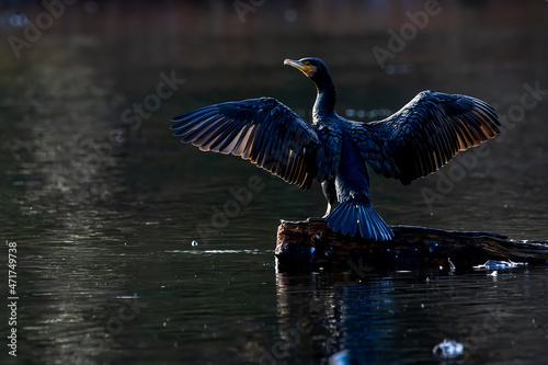 Great black cormorant sitting on a tree in a pond called Jacobiweiher next to Frankfurt, Germany at a sunny evening in winter.