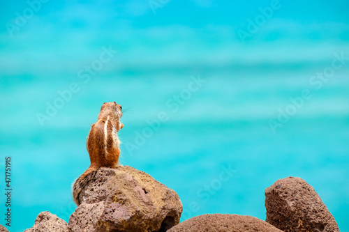 A chipmunk sits on rocks with the ocean on the background on the Canary Island Fuerteventura.