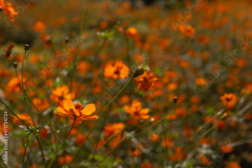 Fototapeta Naklejka Na Ścianę i Meble -  Orange cosmos flower in the field 