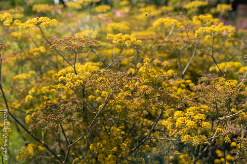 fennel flower view of the plant