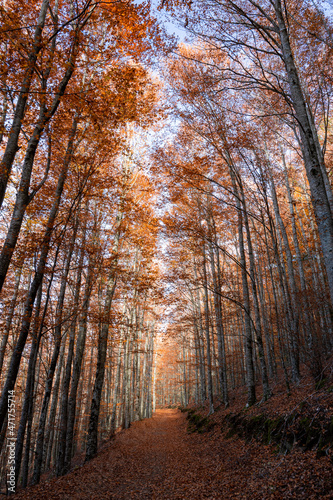 São Lourenço Beech Tree Forest