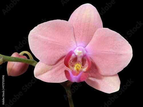 Coral pink phalaenopsis flower on a black background  macro photography  selective focus  blurred background  horizontal orientation.