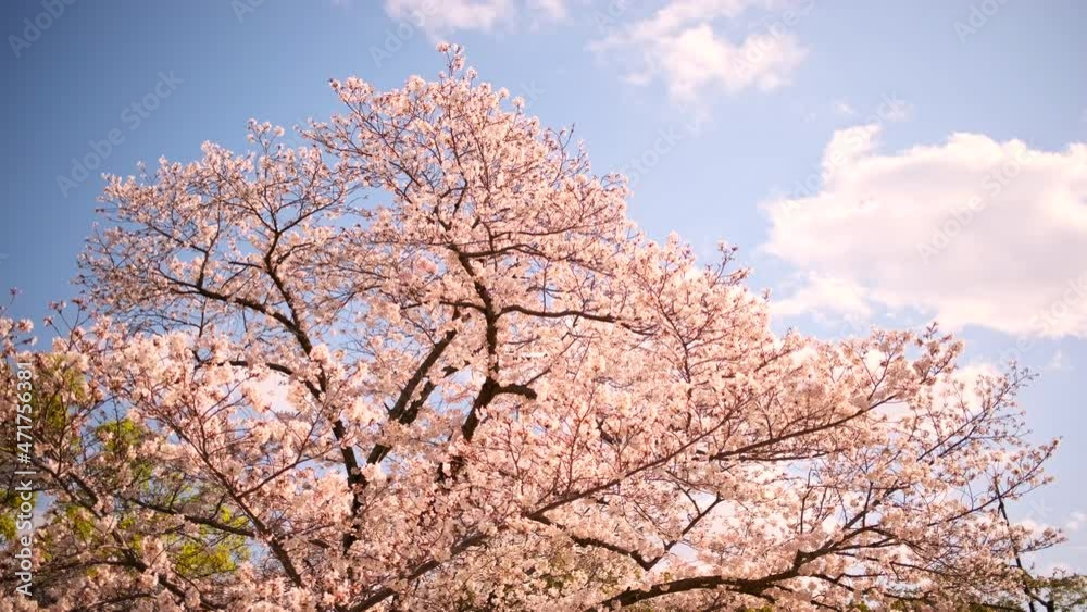 Blowing Cherry Blossoms or Sakura Flowers in in Spring in Japan, Flora or Flower Background, Nobody Blowing Cherry Blossoms or Sakura Flowers in in Spring in Japan, Flora or Flower Background, Nobody