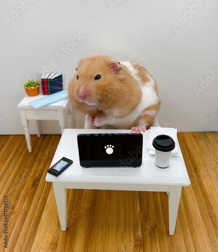 Cute Syrian hamster working on a computer at the office