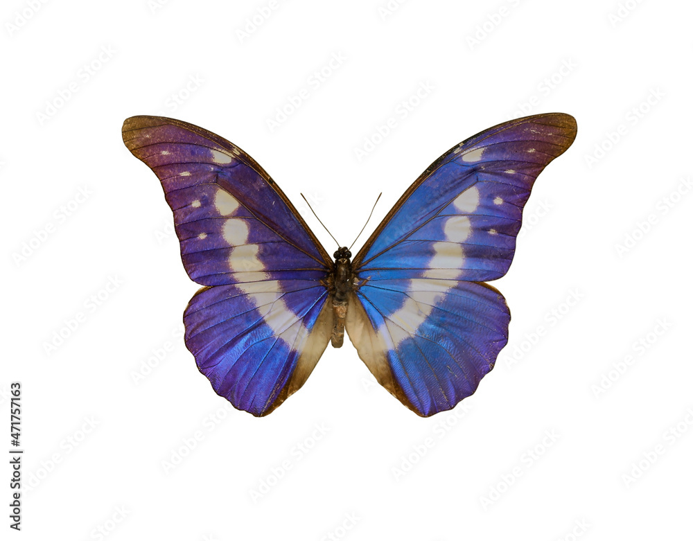 Obraz premium Beautiful fragile exotic butterfly on white background