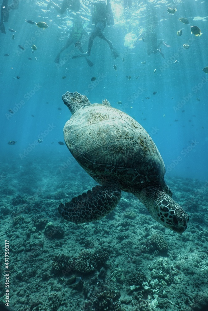 Obraz premium Swimming with Hawaiian Green Sea Turtles in Hawaii 