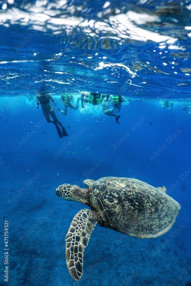 Obraz premium Swimming with Hawaiian Green Sea Turtles in Hawaii 