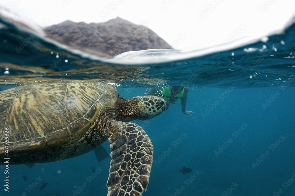 Swimming with Hawaiian Green Sea Turtles in Hawaii 