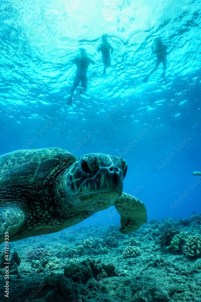 Fototapeta premium Swimming with Hawaiian Green Sea Turtles in Hawaii 