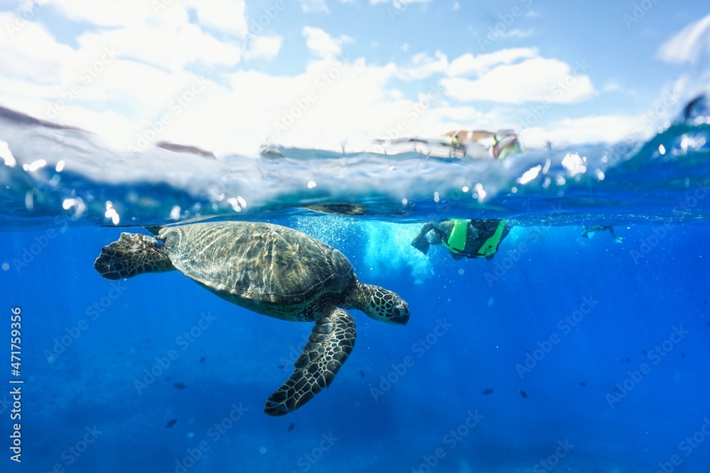 Obraz premium Swimming with Hawaiian Green Sea Turtles in Hawaii 