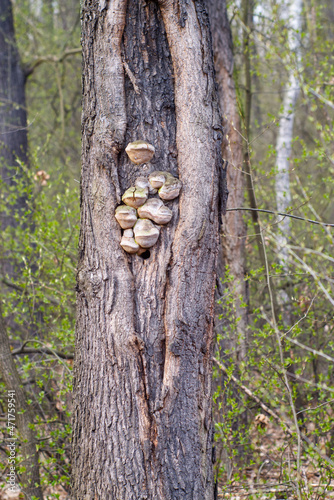 tree trunk overgrown with fungus, Tree bark