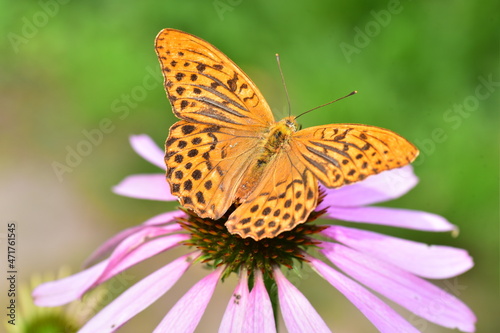 Silver-washed fritillary Argynnis paphia butterfly on Echinacea purpurea flowers