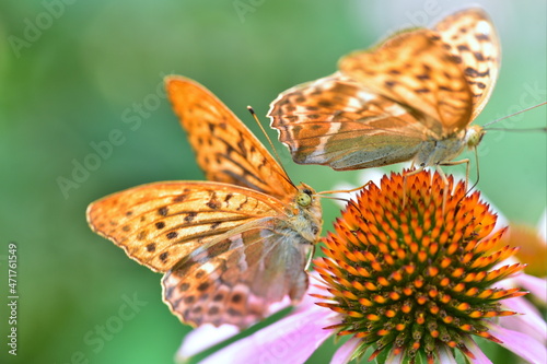 Silver-washed fritillary Argynnis paphia butterfly on Echinacea purpurea flowers