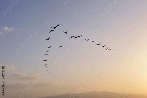 隊列を組んで飛翔するツルの群（鹿児島県・出水市）
