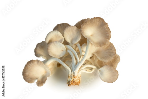 Indian Oyster Mushroom (Phoenix Mushroom or Lung Oyster) isolated on white background.