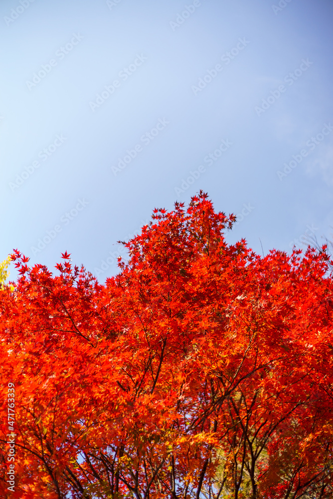 Autumn temple with red maple leaves Autumn temple with red maple leaves