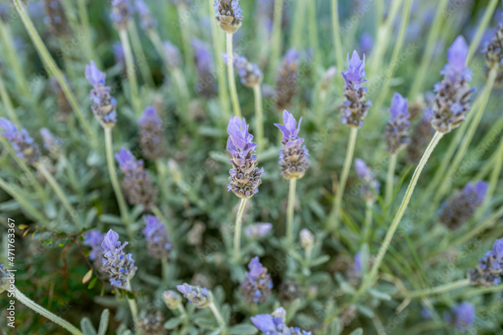 close up of lavender close up of lavender