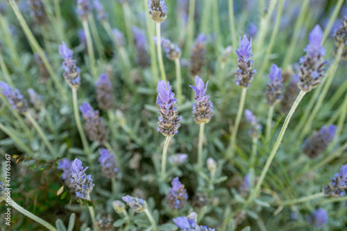 close up of lavender