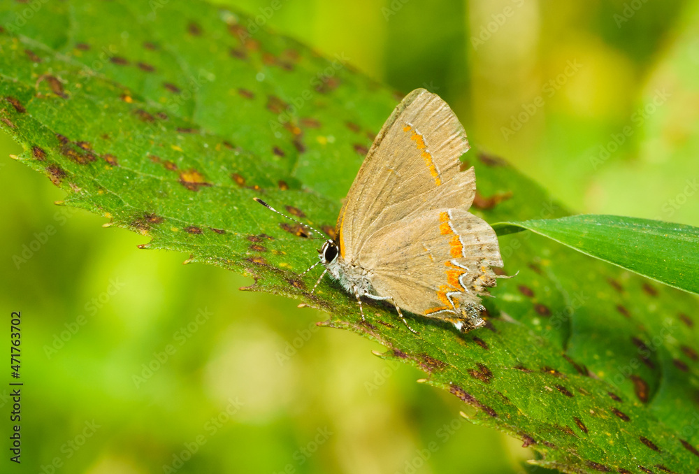 Obraz premium Dusky Blue Groundstreak Butterfly