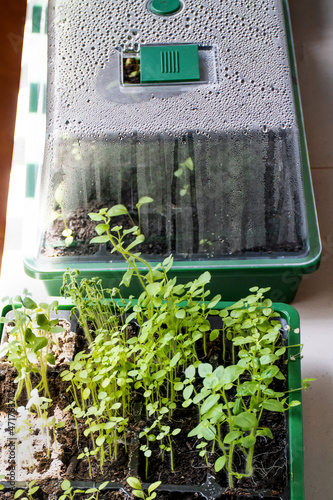 Grow seedlings in a seed trays in a mini green house at home. Grow your own garden at home. Vegetables, herbs or flowers