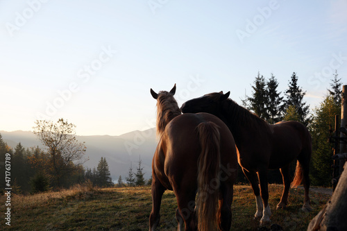 Beautiful view of horses near wooden fence in mountains © New Africa