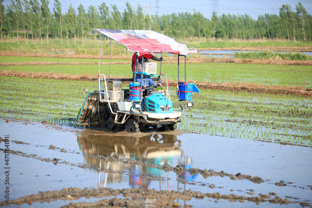 Fototapeta premium Farmers planting rice in field by using rice planting machine.