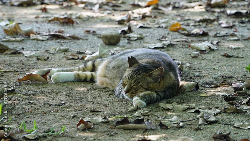 Obraz premium お昼寝楽しむ野良猫