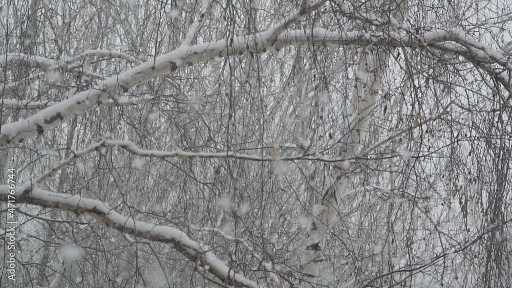 Falling snow among the birch branches. Slow motion Falling snow among the birch branches. Slow motion