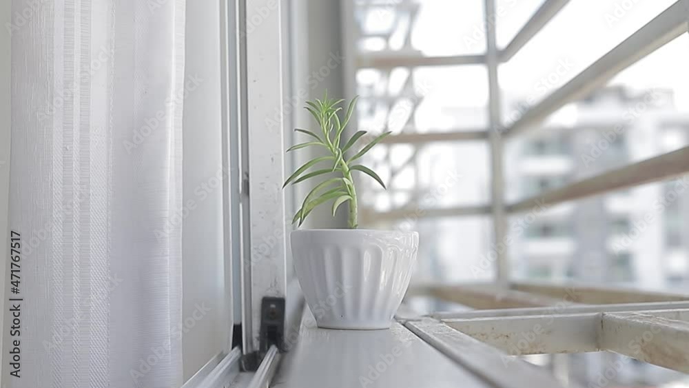 Toma de alejamiento. planta pequeña en la ventana tomando sol. Cuidado de la vegetacion