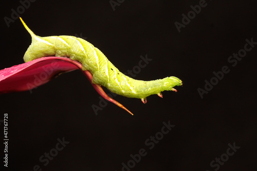 A tobacco hornworm is eating a young leave. This bright green caterpillar has the scientific name Manduca secta.  photo