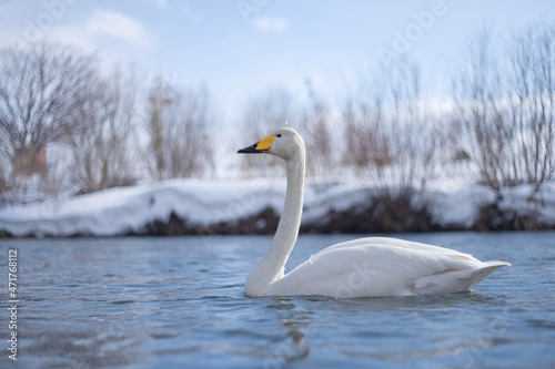 Fototapeta Naklejka Na Ścianę i Meble -  のんびり浮かぶ白鳥 / Swan