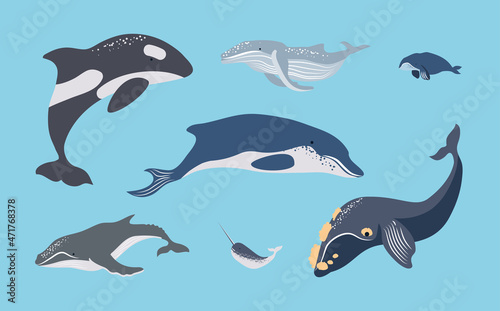 set various whales