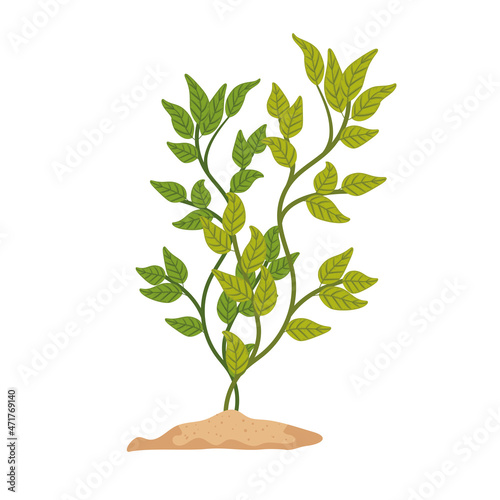 seaweed with branch and leaves