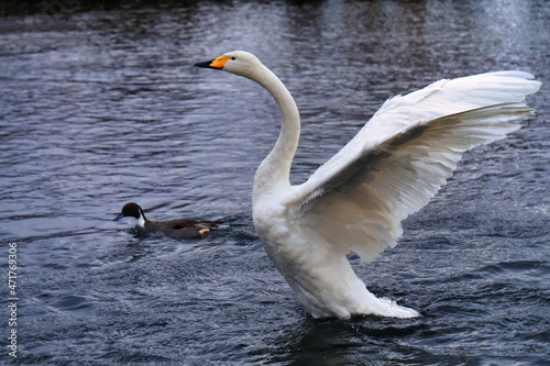 Fototapeta Naklejka Na Ścianę i Meble -  羽ばたく白鳥 / Swan