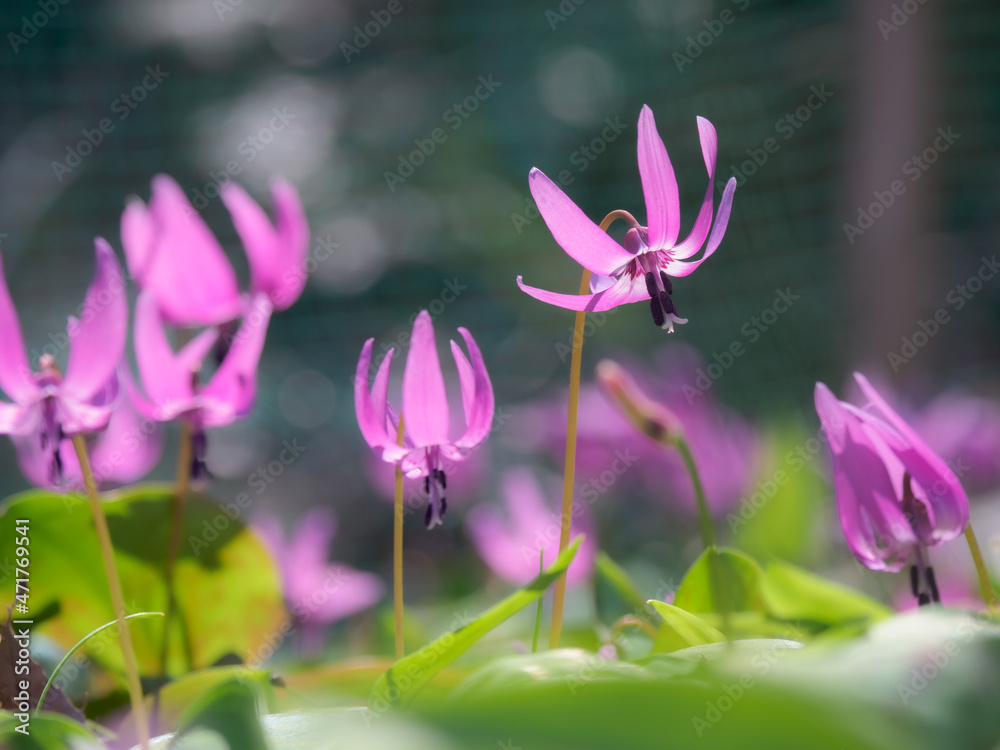 Fototapeta premium カタクリ