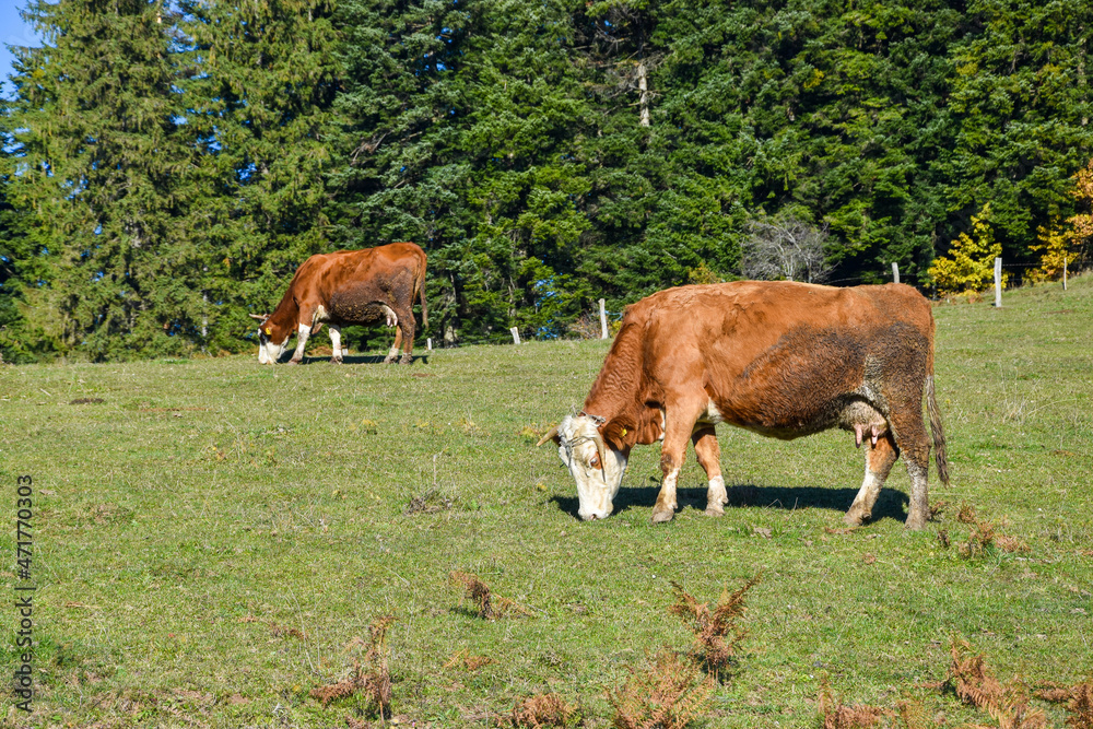 Cows graze the grass in the meadow during the day. Grazing cattle.