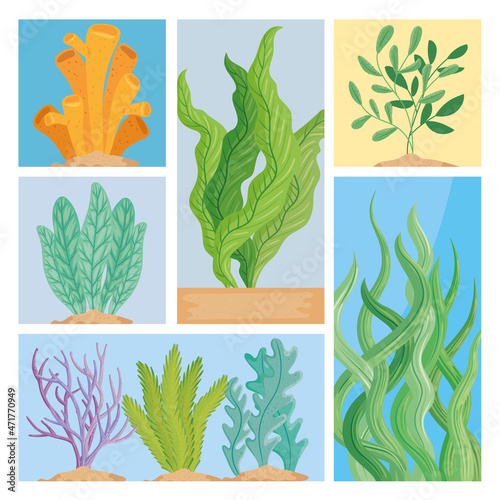 seaweed nature scenes