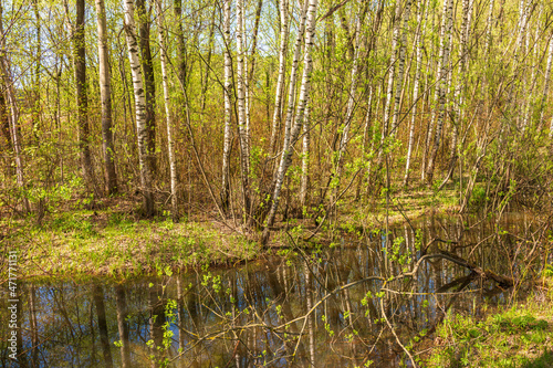 Photography Spring view of the park Serebryany Bor in Moscow